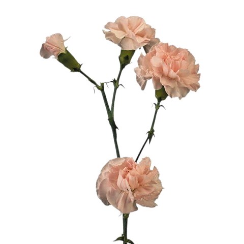 Carnation Spr. Westdiamond