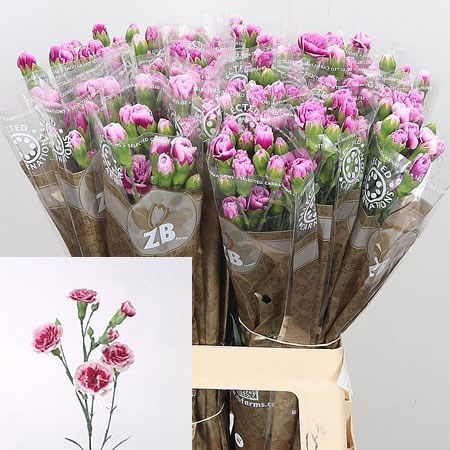 Carnation Spr.Trendy Tessino