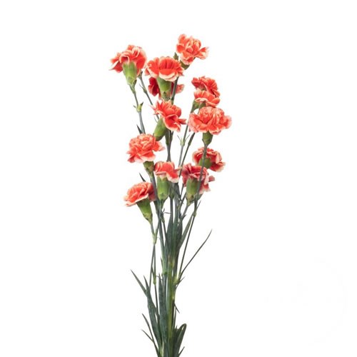 Carnation Spr. Balada