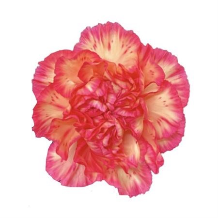 Carnation Spritz Sport