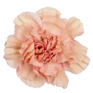 Carnation Standard Honey