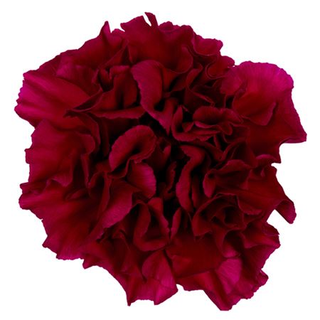 Carnation Vanessa