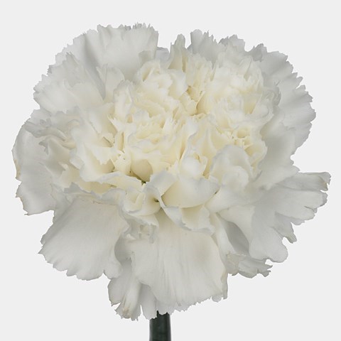 Carnation Brava