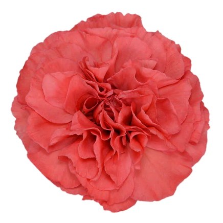 Carnation Majesta