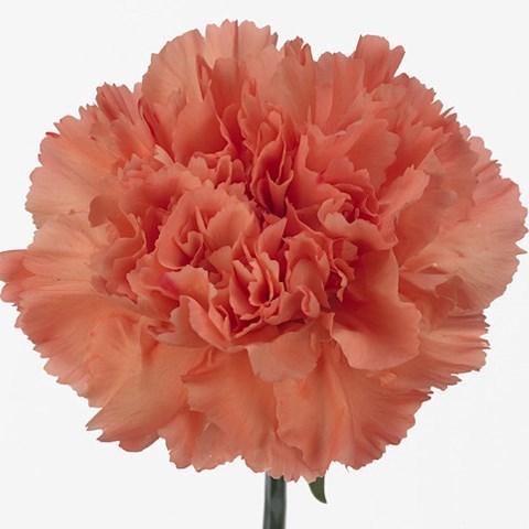 Carnation Tamarind