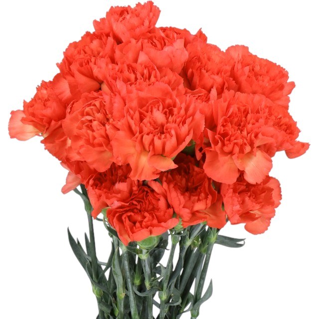 Carnation Tangelo
