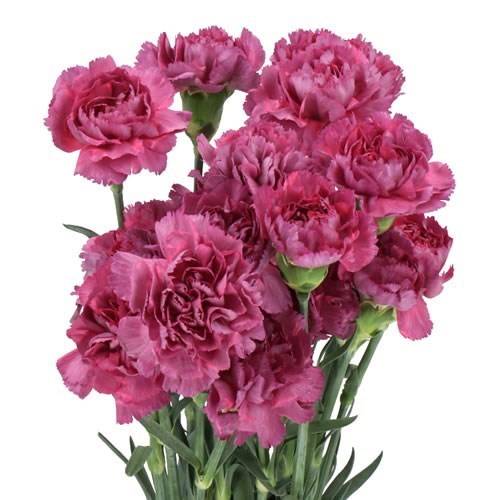 Carnation Tatis