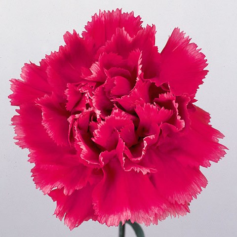 Carnation Tenderly