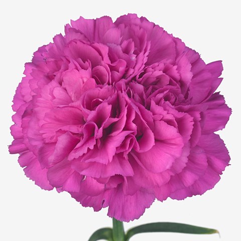 Carnation Tiepolo Fucshia