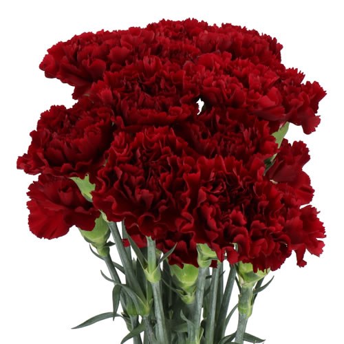 Carnation Toldo
