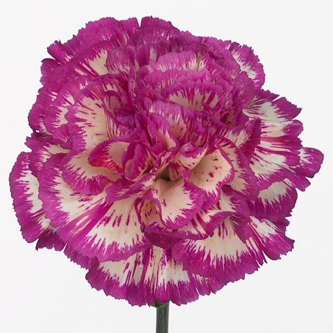 Carnation Tolima
