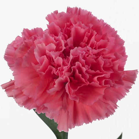 Carnation Tonic Golem