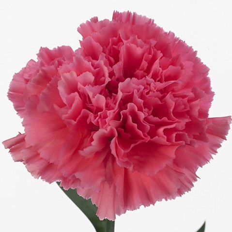 Carnation Tonic Golem