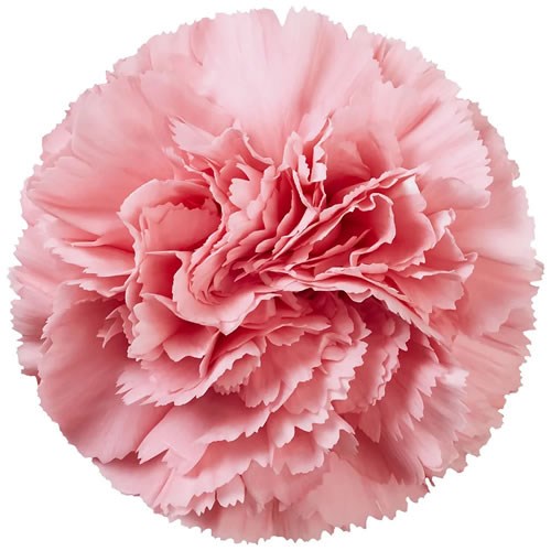 Carnation True Love
