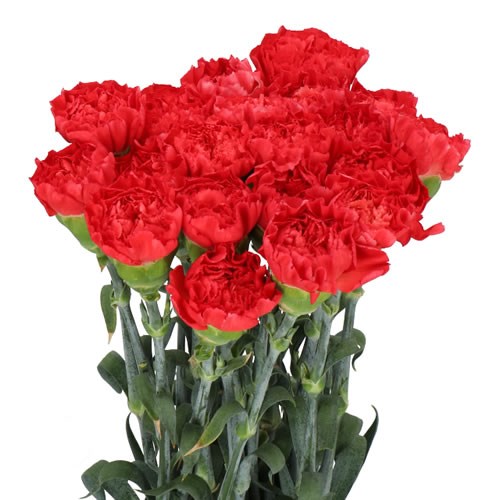 Carnation Tuono