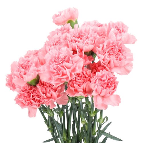 Carnation Verona