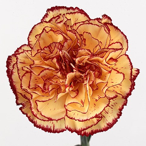 Carnation Viana