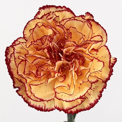Carnation Viana
