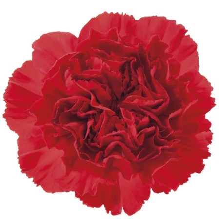 Carnation Walker
