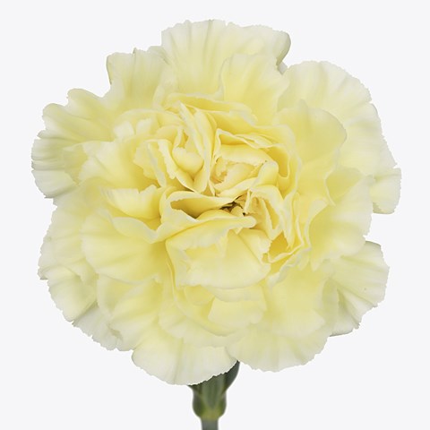 Carnation Wedding