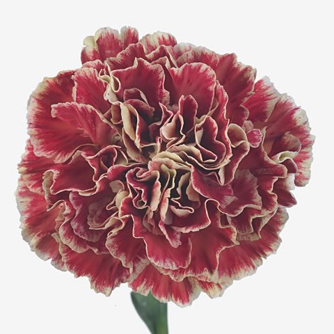 Carnation Wine Cover