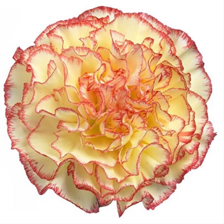 Carnation Yellow Viana