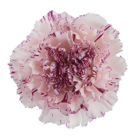 Carnation Yukari