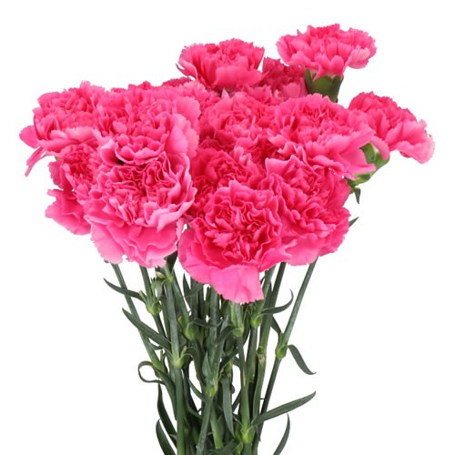 Bouquet of Cerise Carnations