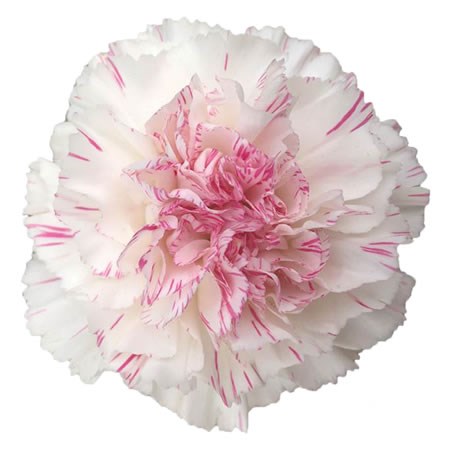 Carnation Yukari Cherry