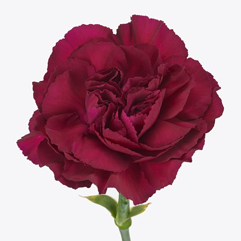 Carnation Zafiro