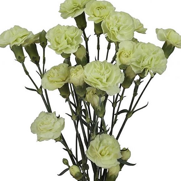 CARNATION SPR. JADE GREEN