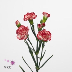 Carnation spr. Minuetto