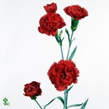 Carnation spr. Rony