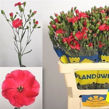 CARNATION SPR. SOLOMIO IMRE