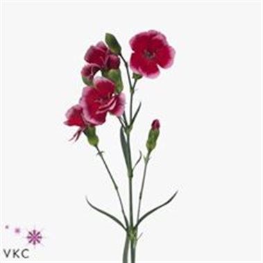 CARNATION SPR. SOLOMIO SEM