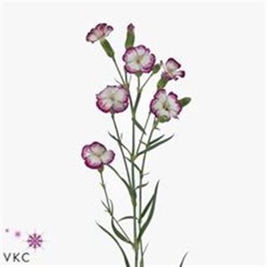 CARNATION SPR. SOLOMIO VIN