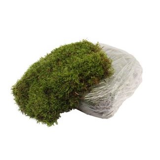 Carpet / Flat Moss in Bag