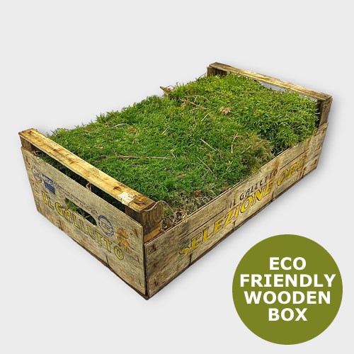 Carpet / Flat Moss (in wooden box)