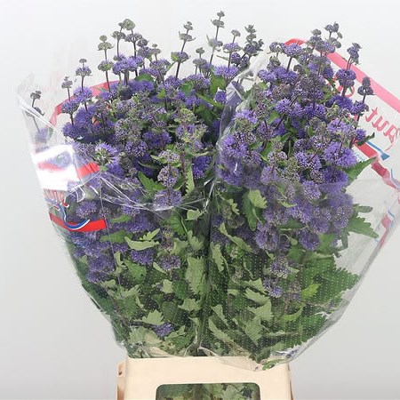 Caryopteris Incana Blue