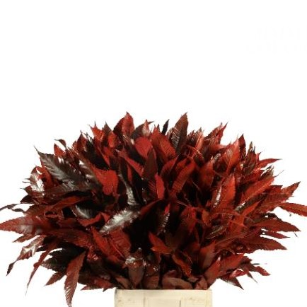 Castanea Sativa Dyed Red