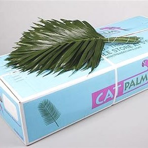Cat Palm