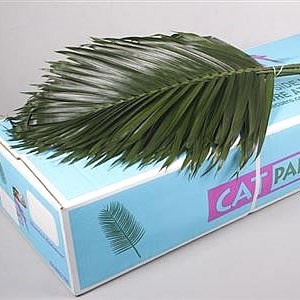 Cat Palm