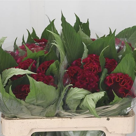 Celosia Act Dara