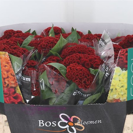 Celosia Act Diva