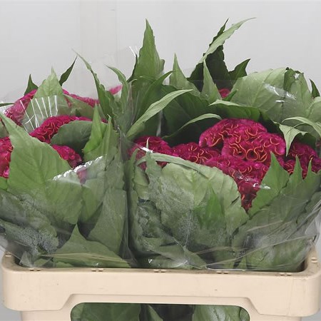 Celosia Act Rima