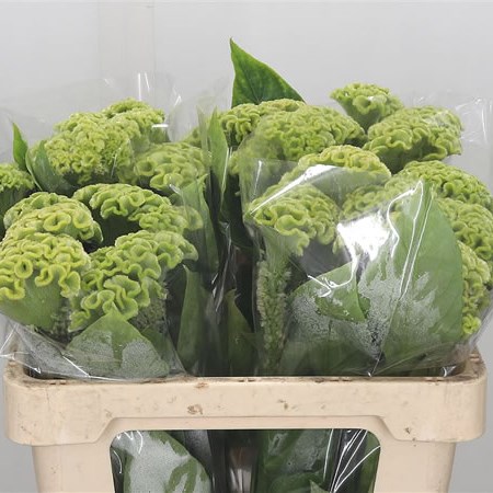 Celosia Act Verda