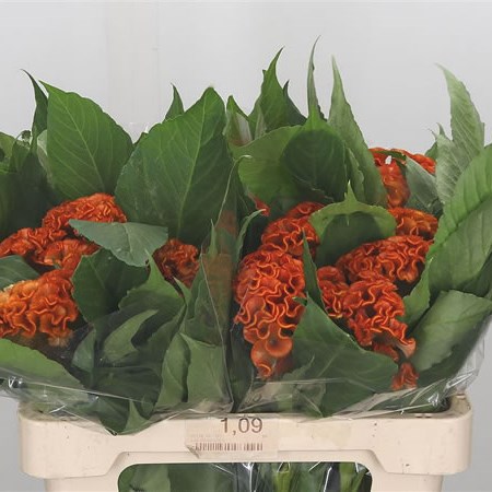 Celosia Act Zara