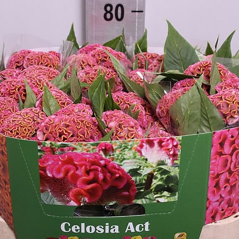 Celosia Act Ziva