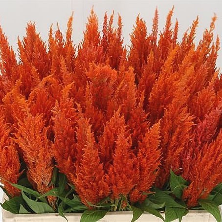 Celosia Apricot Brandy