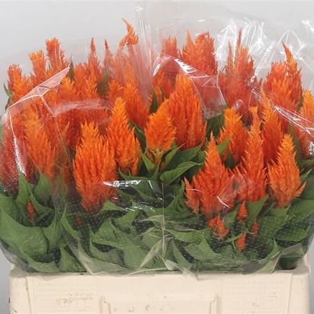 Celosia Apricot Brandy